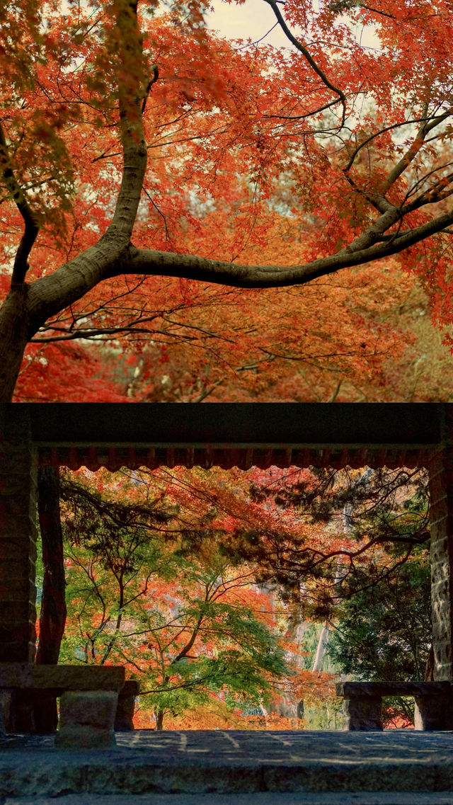 我說魯迅公園是上海市中心的賞秋天花板沒人有意見吧