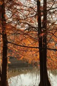 南京秋冬懶人路線