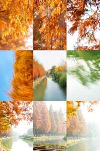 成都昇仙湖公園|晨霧下的水杉林是那麼的夢幻