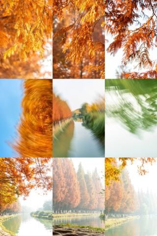 成都昇仙湖公園｜朝霧の中のメタセコイア林はまるで夢のよう