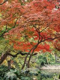 葉園秋深 | 一庭朱色染畫簷