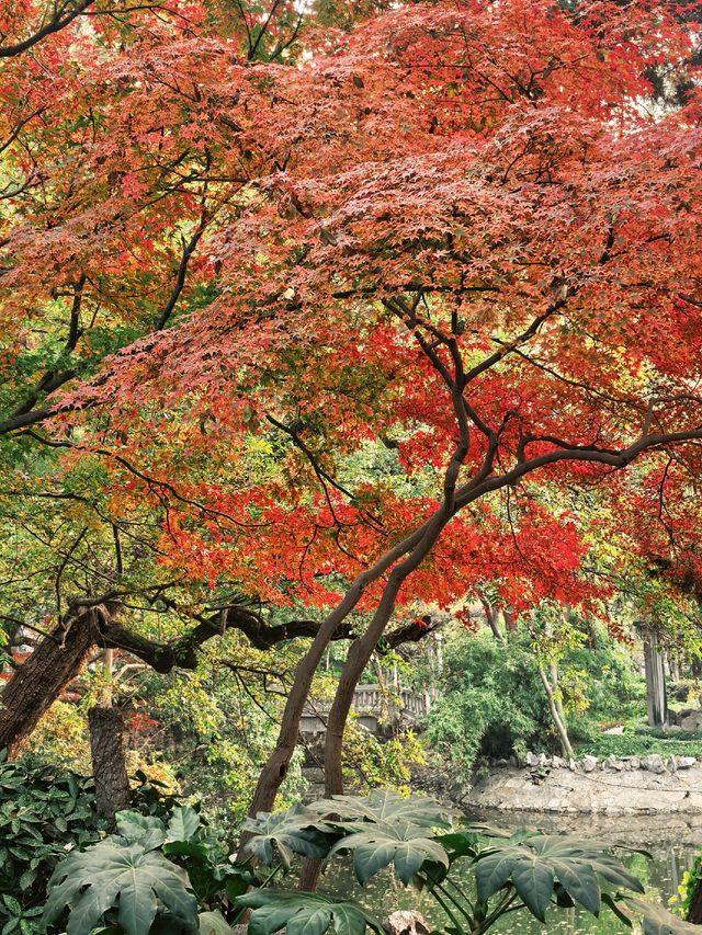 葉園秋深 | 一庭朱色染畫簷 葉園秋深 | 一庭朱色染畫簷