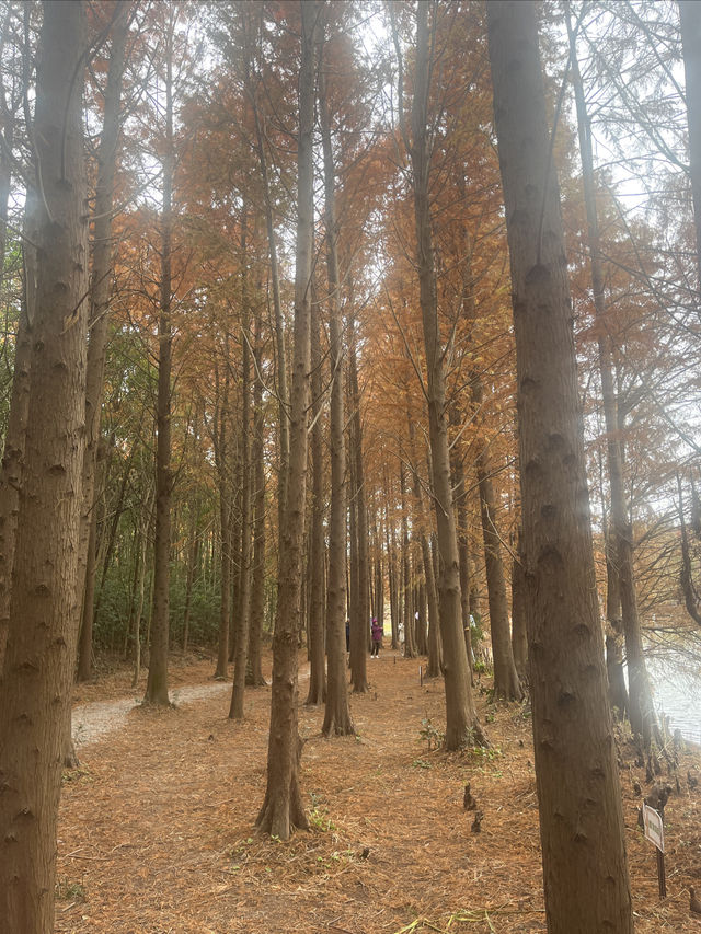 藏在上海的仙蹤之境!海灣國家森林公園美成童話世界 藏在上海的仙蹤之境!海灣國家森林公園美成童話世界
