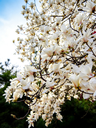 Baoding's limited-time romantic flower season—quickly save this flower viewing calendar!