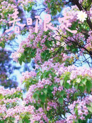 Don't squeeze into the alleys to admire the paulownia trees; the big paulownia trees in Olympic Forest Park are the real stars