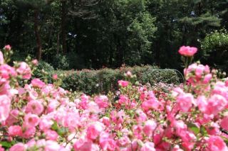 2026 Jingtou Park Rose Festival: The Beauty of Blooming