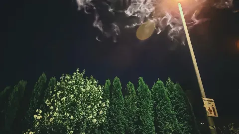 Dragon Night Magic✨ — traveler post in Bled