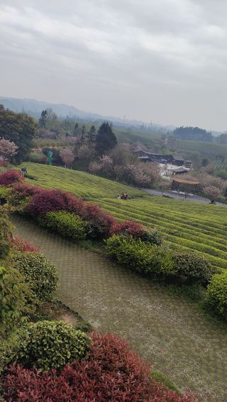 China Tea Sea = Meitan + Fenggang