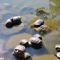 新年好去處之新春行大運。元朗公園