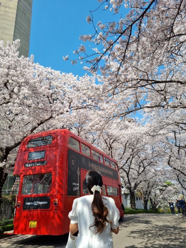 대구 벚꽃은 이월드에서 즐겨요🌸🌸🌸