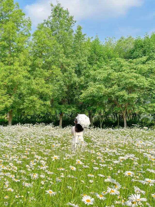 샤스타데이지 가득 핀 오늘자 논산🌼🤍