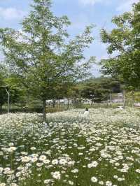 계란후라이꽃 가득한  탑정호 수변공원