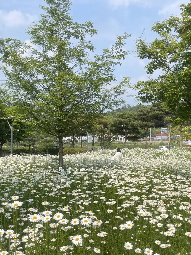 계란후라이꽃 가득한  탑정호 수변공원