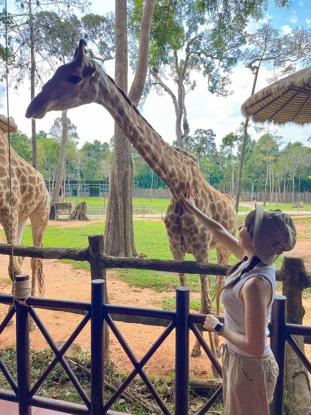 내 눈앞에 기린이?!? 🦒 푸꾸옥 빈펄사파리🦓🐯