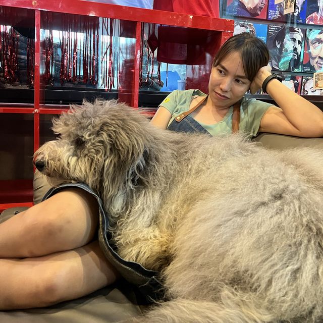 กอดน้องหมา เล่นน้องแมว กินของอร่อยแถวทวีวัฒนา