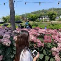 공주 유구색동수국정원 6월 꽃축제