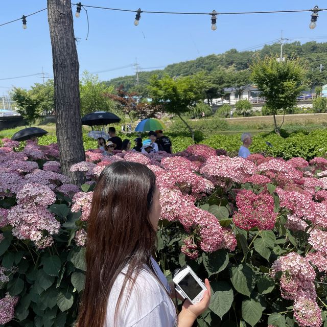 공주 유구색동수국정원 6월 꽃축제