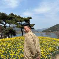 유채꽃과 양떼 목장이 어우러진, 지리산 치즈랜드