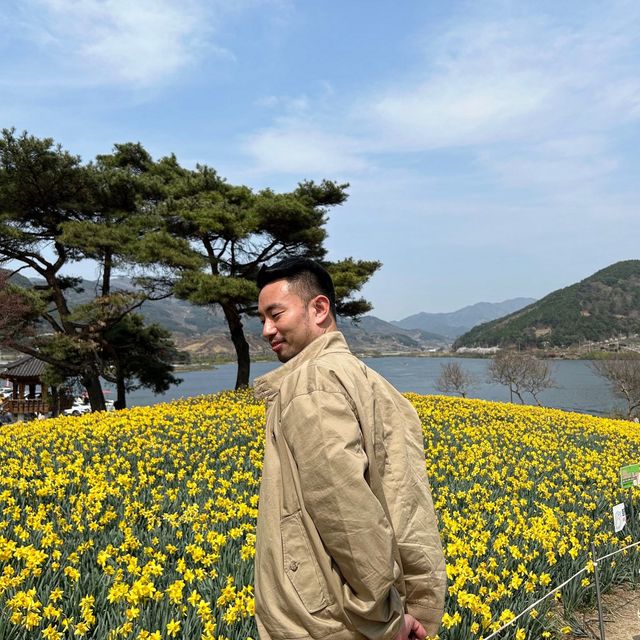 유채꽃과 양떼 목장이 어우러진, 지리산 치즈랜드