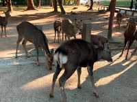 สวนกวางนารา Nara Park 🦌