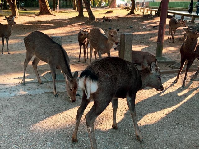 สวนกวางนารา Nara Park 🦌