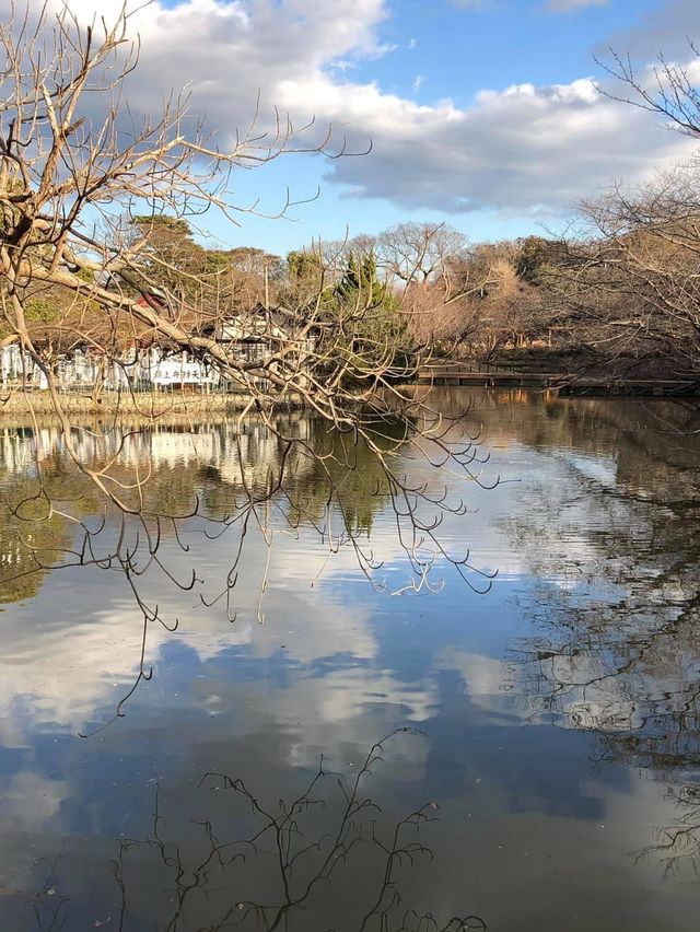 鎌倉鶴岡八幡宮😬鎌倉必訪歷史景點☺️超令市區景色🤣東京近郊推薦