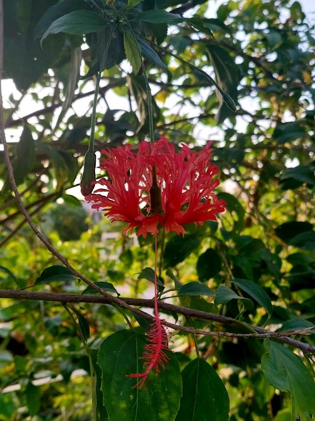 Hidden Oasis in Bangkok - Poomjai Garden