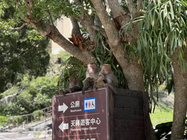 🏞️ 天祥遊客中心：太魯閣美景的出發點！🐒