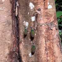 Being close with nature at Tawau Hills Park