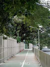 พามาเดินเล่นที่สวนเบญจกิติ สวนป่าใจกลางกรุง🌳🌱