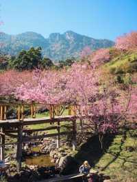 สะพานซากุระ ขุนวาง เชียงใหม่🏕️🗻🌸
