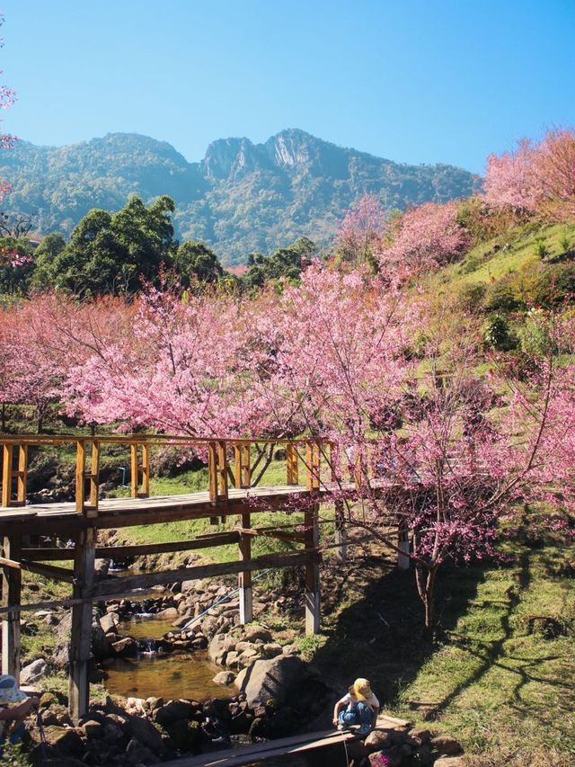 สะพานซากุระ ขุนวาง เชียงใหม่🏕️🗻🌸
