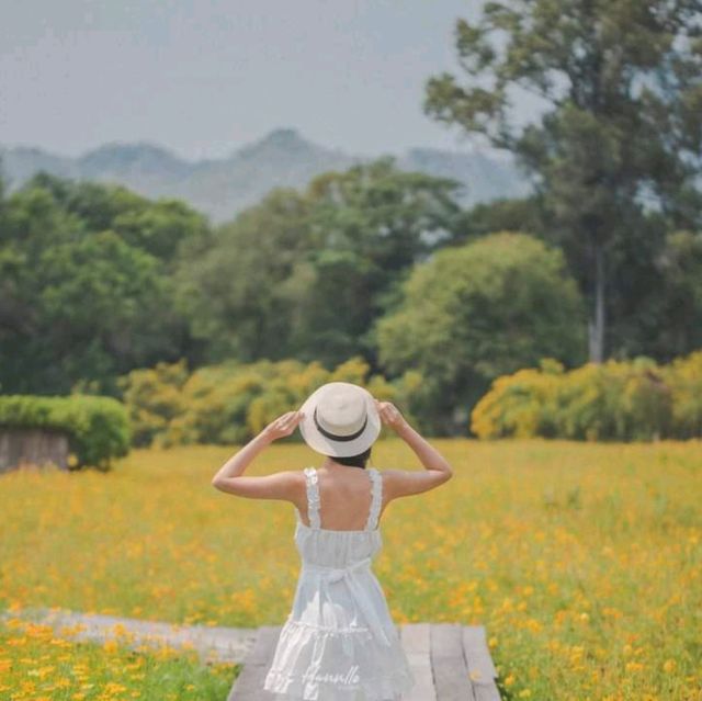 คาเฟ่สุดน่ารัก ท่ามกลางทุ่งดอกไม้ วิวภูเขา