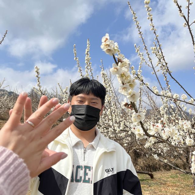 벚꽃이 피기 전 3월에는 광양 매화 축제와 함께