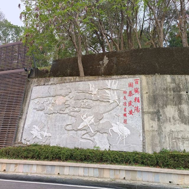 嘉義竹崎親水公園 天空走廊 行千吊橋（千禧橋）花棋木盛開美不勝收