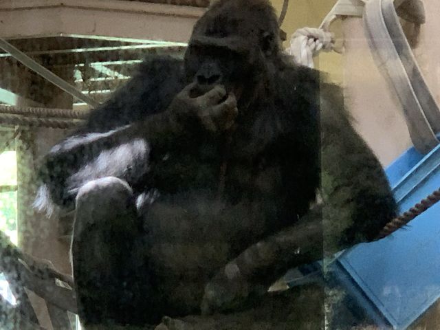名古屋　名古屋観光　名古屋東山動物園でイケメンゴリラのシャバーニ君に会ってきた！
