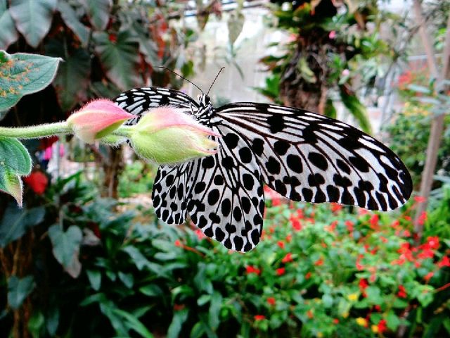 Experience to the Butterfly Farm