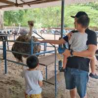 Hanging Out At Desaru Ostrich Farm