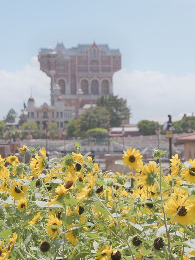 TDRのオススメお花スポット6月〜バージョン