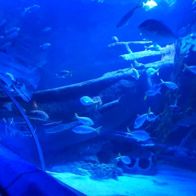 Amazing Oceanarium, at Aquaria KLCC