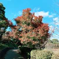 【広島県】自然と癒しを求めて 後山公園東展望台