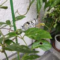 昆虫好きにオススメ🦋コスパよし【箕面昆虫館】