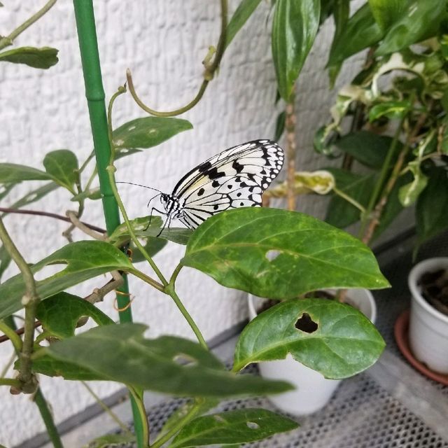 昆虫好きにオススメ🦋コスパよし【箕面昆虫館】