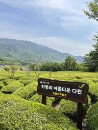 푸릇파릇한 하동 녹차 맛집🍵