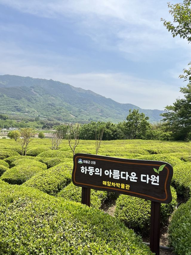 푸릇파릇한 하동 녹차 맛집🍵