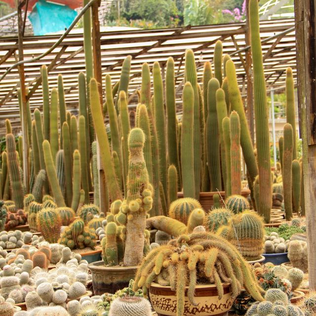 Cactus and Succulent World