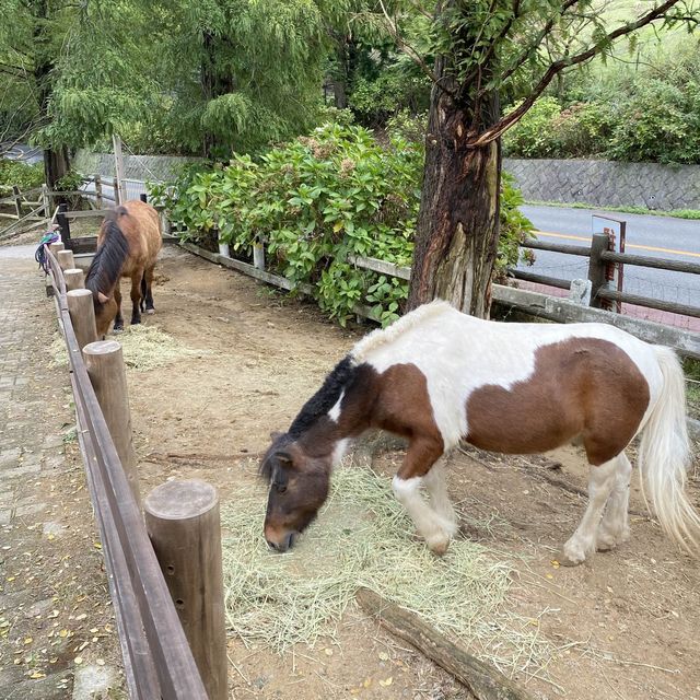 六甲山牧場【北エリア】動物が近くふれ合える癒されエリア