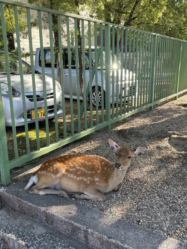 【奈良　鹿公園】