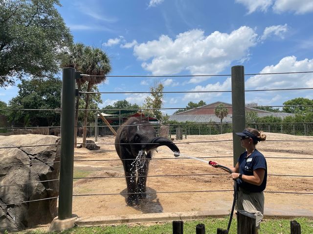 Houston Zoo 🐘✨