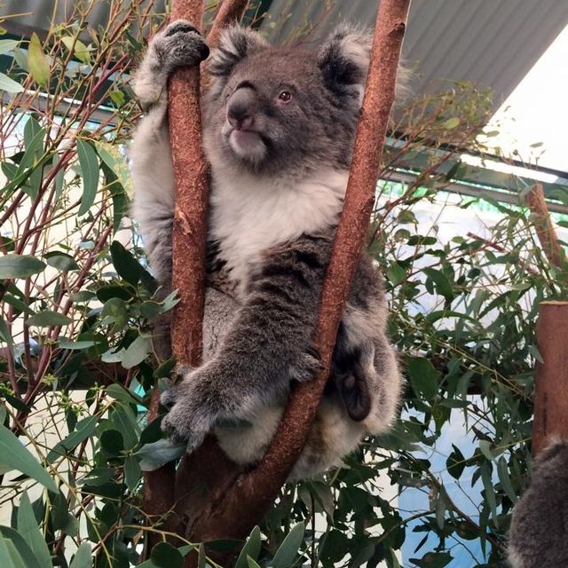 Animal fun at Caversham Wildlife Park